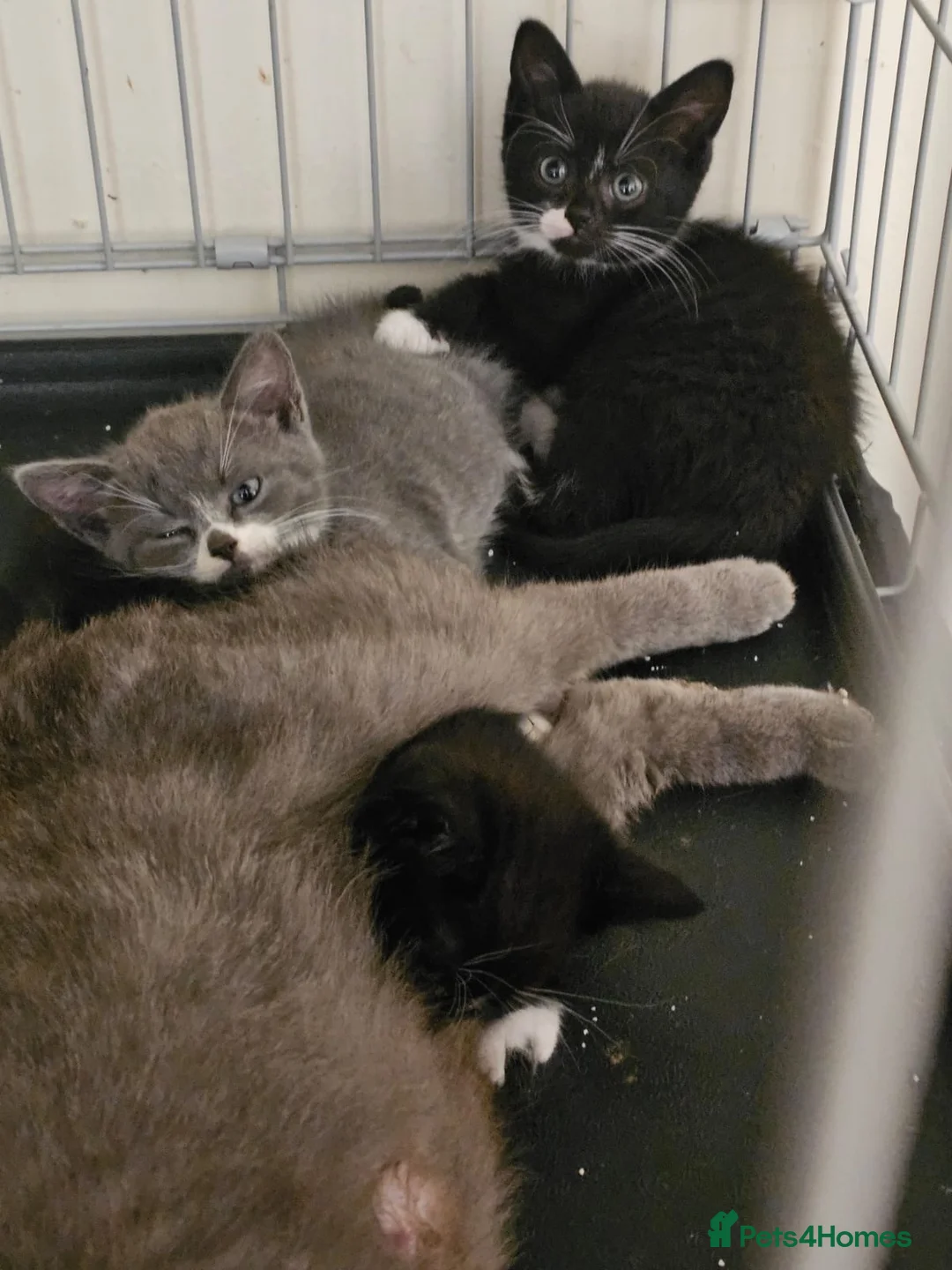 Mixed Breed cats for adoption: 3 adorable rescue kittens need new homes - Advert 5