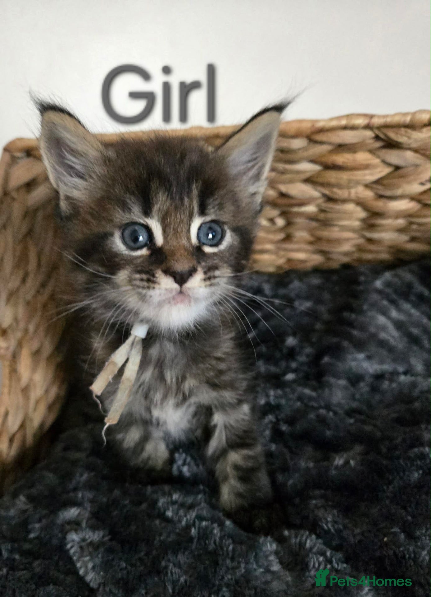 Maine Coon cats 6 TICA registered Maine Coon kittens. - Advert 2
