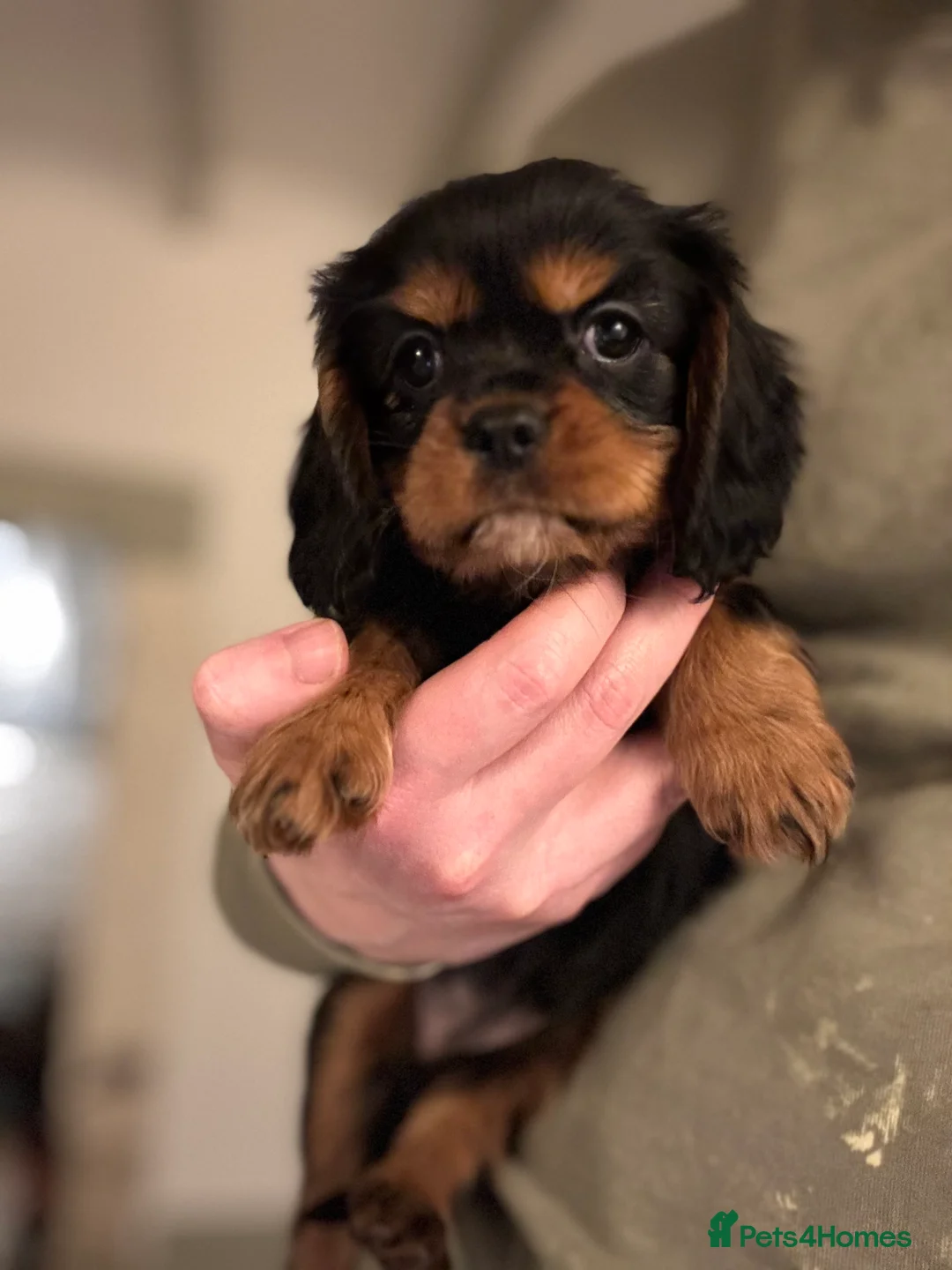 Cavalier King Charles Spaniel dogs for sale: 🐶KC REG, EXTENSIVELY HEALTH TESTED CAVALIER 🐶  - Advert 30