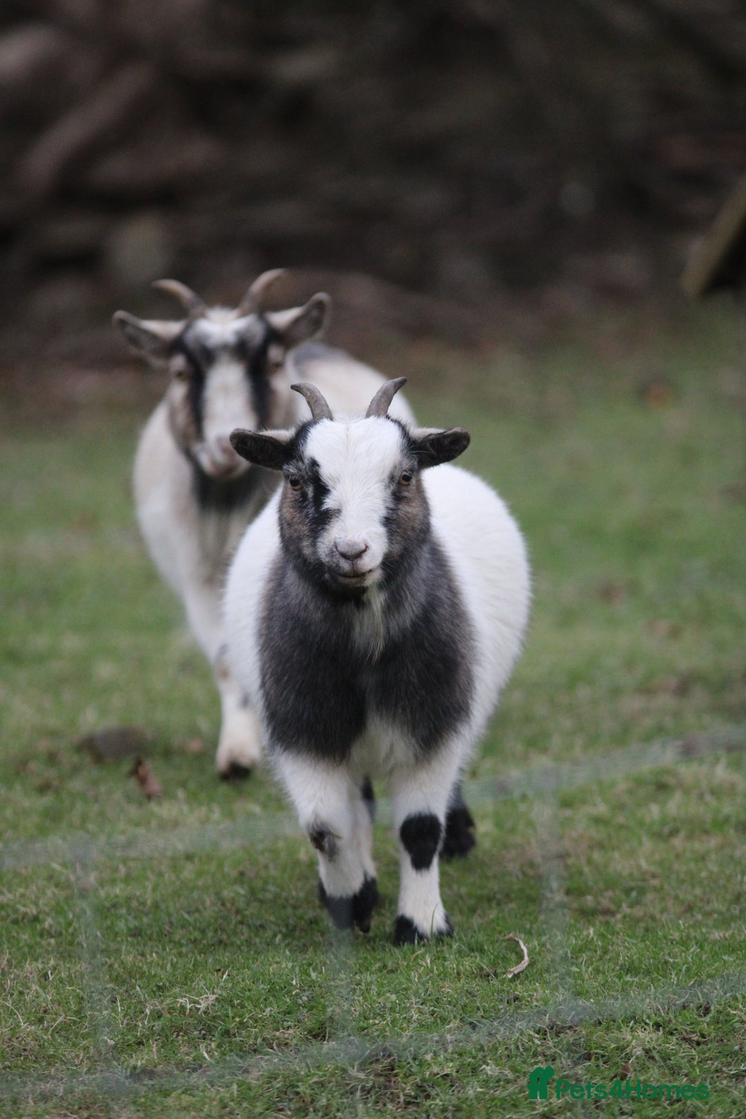 Goats livestock for sale: 2 Pygmy pet goats for sale - Advert 1