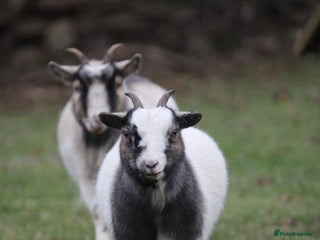 Goats livestock 2 Pygmy pet goats for sale - Advert 1
