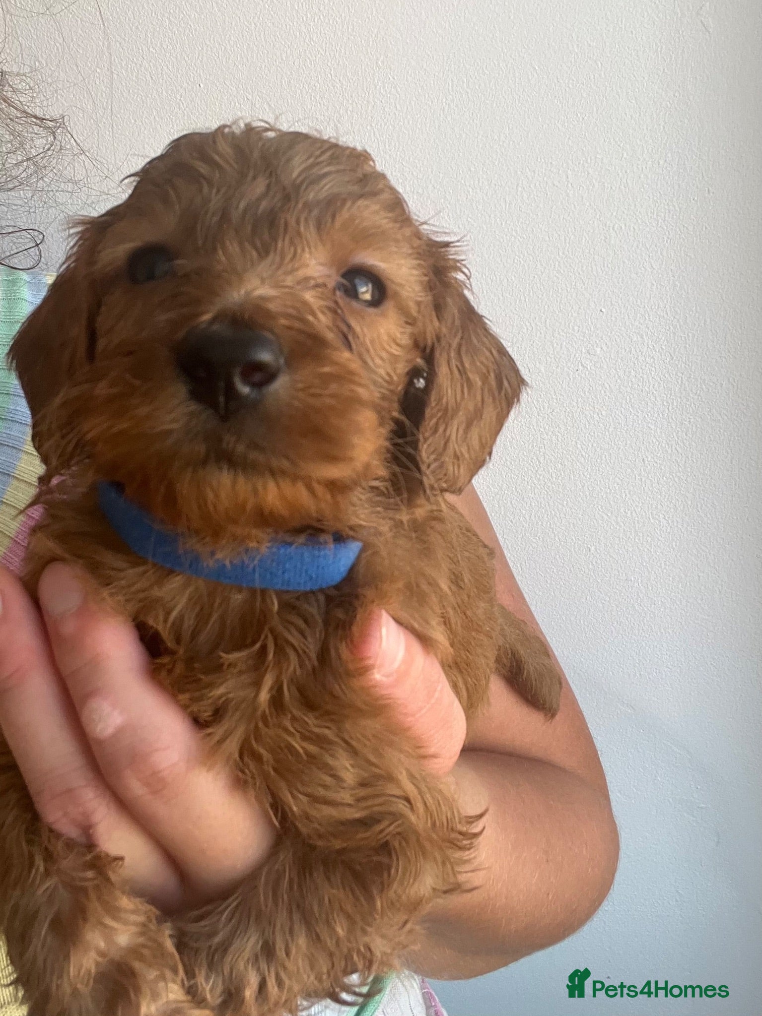 Cockapoo dogs STUNNING F1 miniature Cockapoo Puppies  - Advert 2