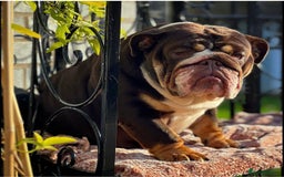 English Bulldog dogs for sale: ***EPIC BULLYZ PUPPIES*** - Image 8