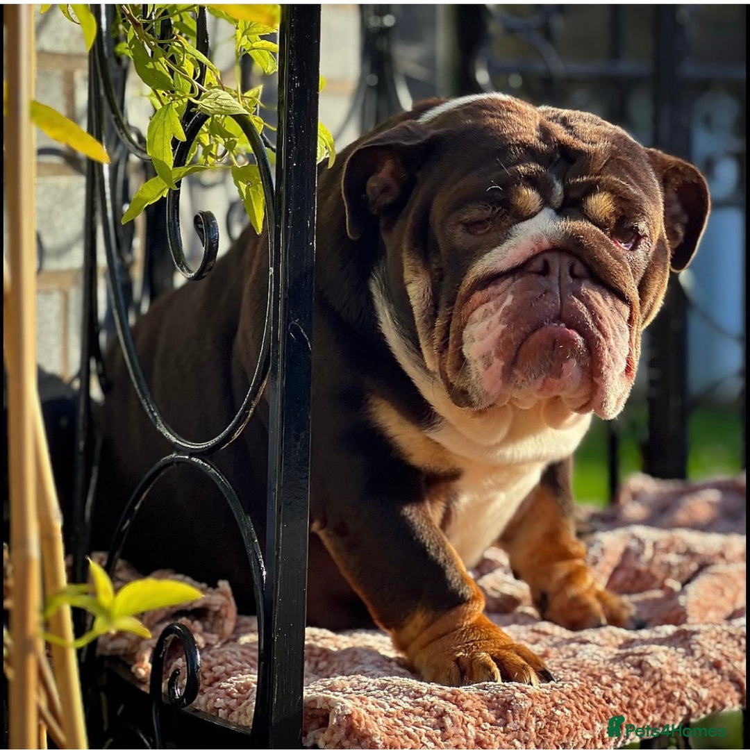 English Bulldog dogs for sale: ***EPIC BULLYZ PUPPIES*** - Image 8