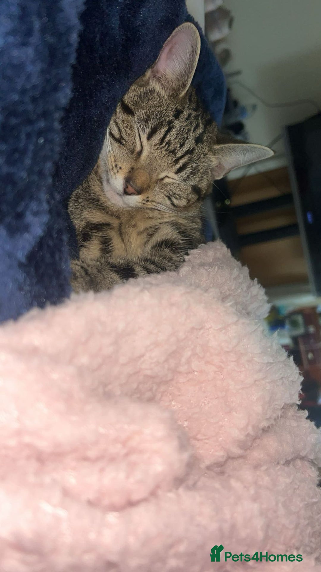 Mixed Breed cats for sale: tabby x cat - Image 1