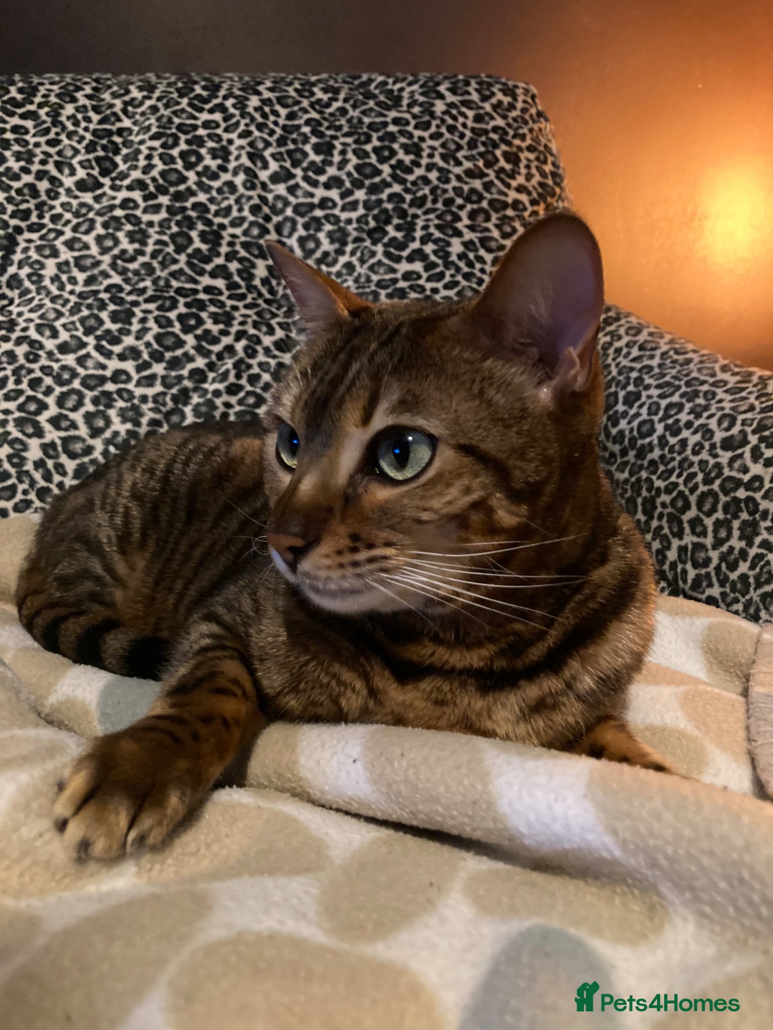 Bengal cats Bengal cat for sale - Advert 1