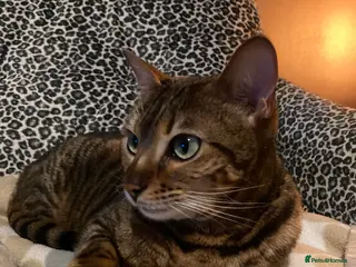 Bengal cats Bengal cat for sale - Advert 1
