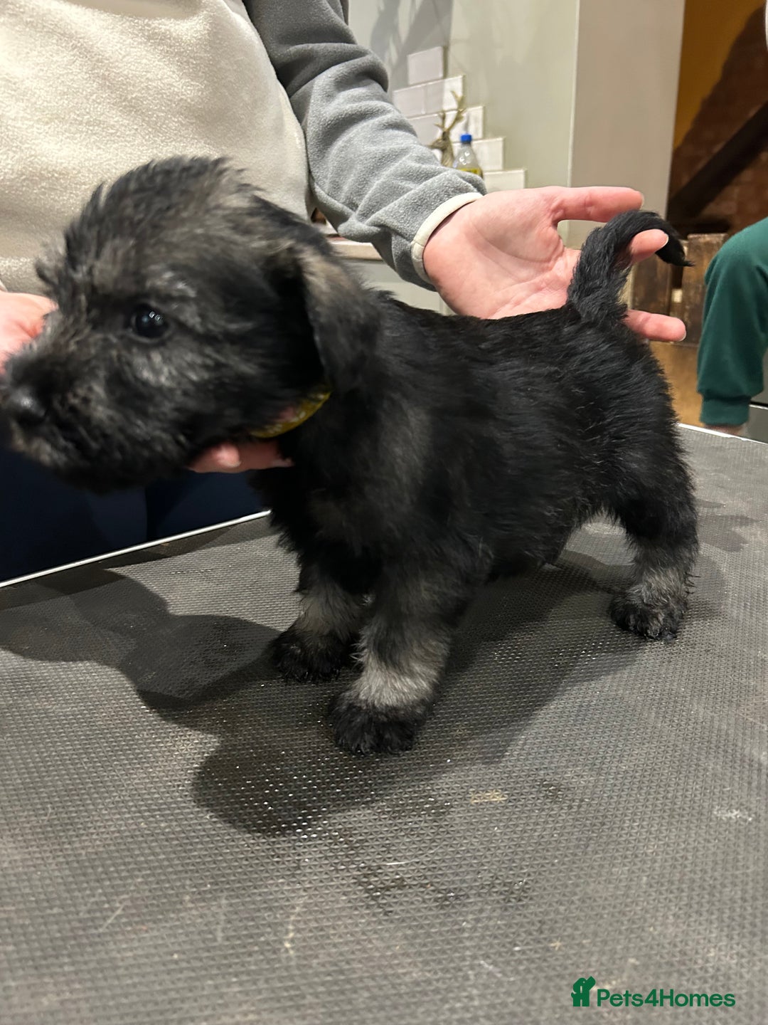 Schnauzer dogs for sale: KC reg health tested P/S standard schnauzers - Advert 9