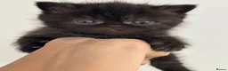 Exotic cats for sale: 2 high quality exotic females  - Advert 10