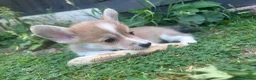 Welsh Corgi Pembroke dogs for sale: REDUCED — Fully Vaccinated Pembroke Welsh Corgi   - Advert 7