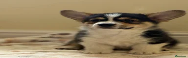 Welsh Corgi Pembroke 1