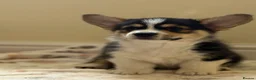 Welsh Corgi Pembroke dogs for sale: Quality Corgi pups waiting lovely homes - Advert 12