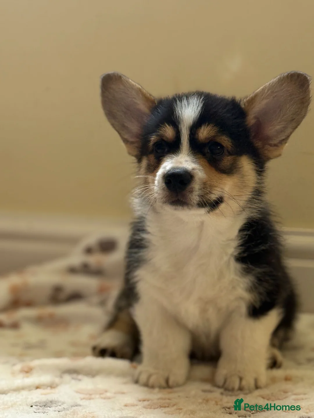 Welsh Corgi Pembroke dogs for sale: Quality Corgi pups waiting lovely homes - Advert 12