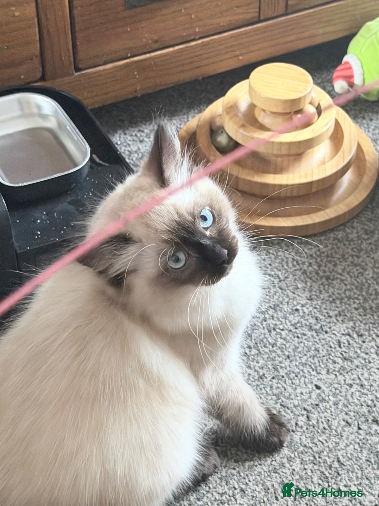 Ragdoll cats Ragdoll boy reduced for the right home - Advert 4