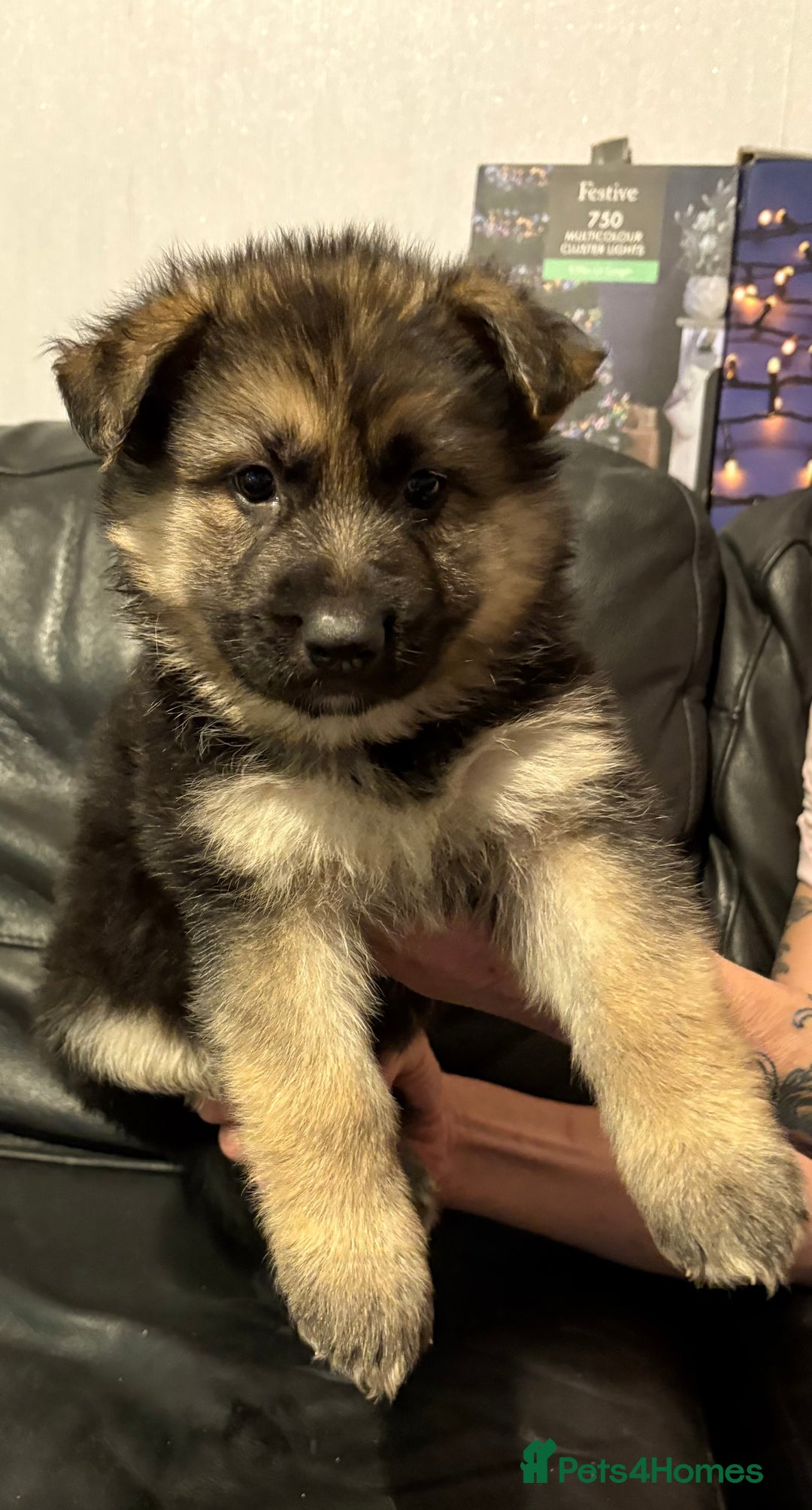 Mixed Breed dogs for sale: 4 stunning German shepherd pups for sale ready now - Advert 13