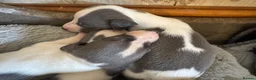 Whippet dogs for sale: ✨ EXCEPTIONAL PEDIGREE WHIPPETS  - Advert 5