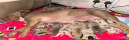 American Bully dogs for sale: American pocket bully puppies for sale 🐾 - Advert 7