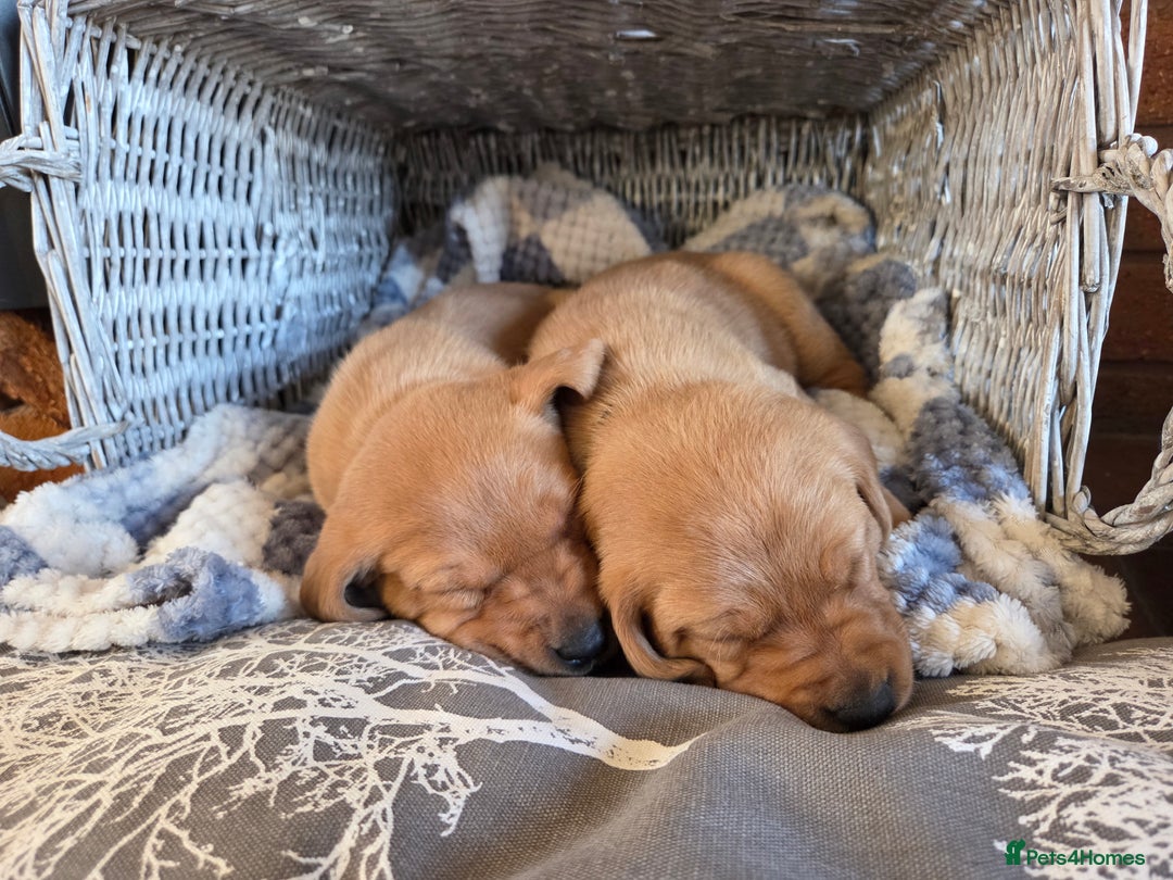 Labrador Retriever dogs for sale: Stunning Red fox labrador puppies  - Advert 20
