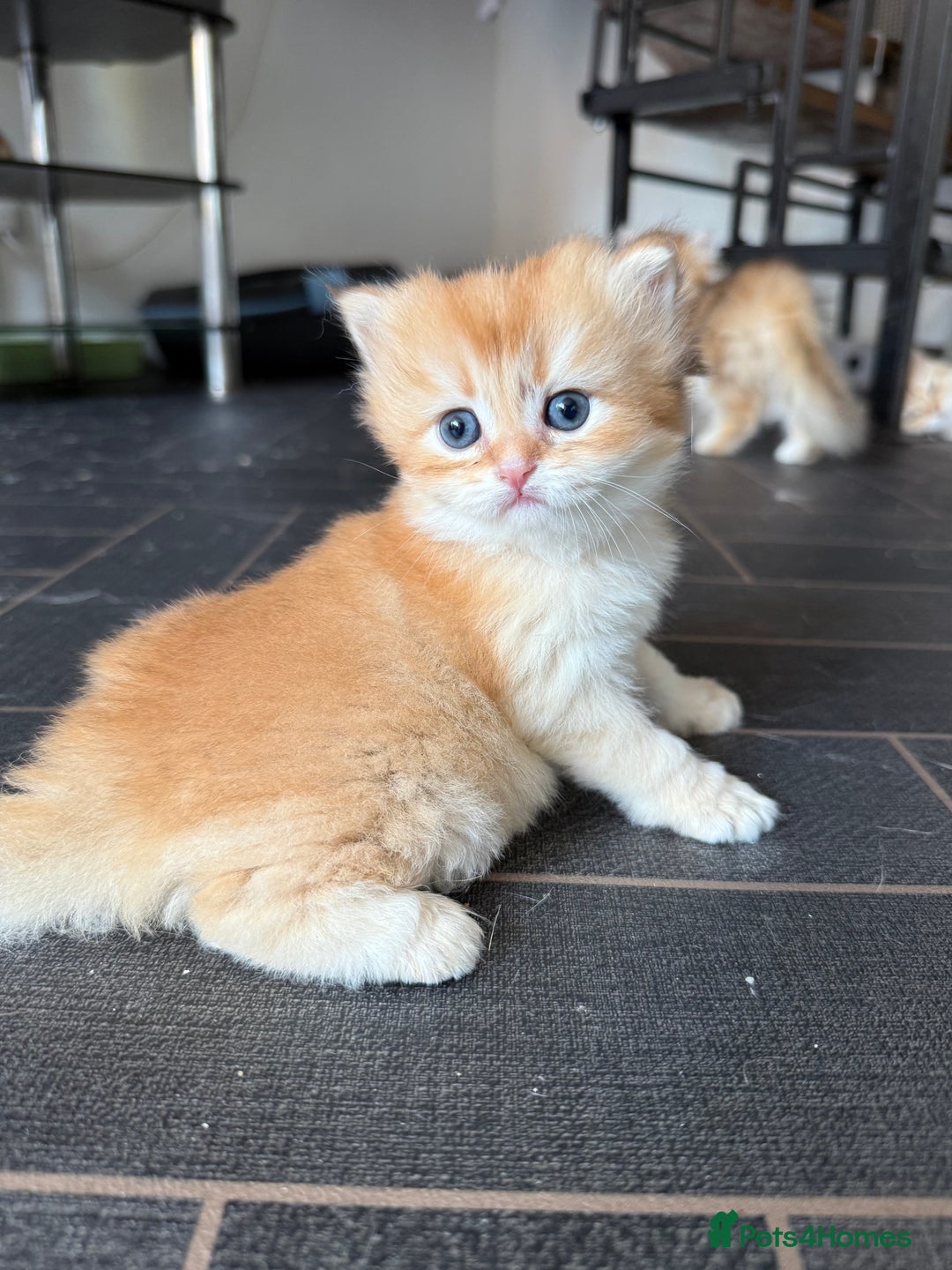 British Longhair cats for sale: GCCF reg BLH Chocolate Golden Blue/Green/Odd Eyes - Image 2