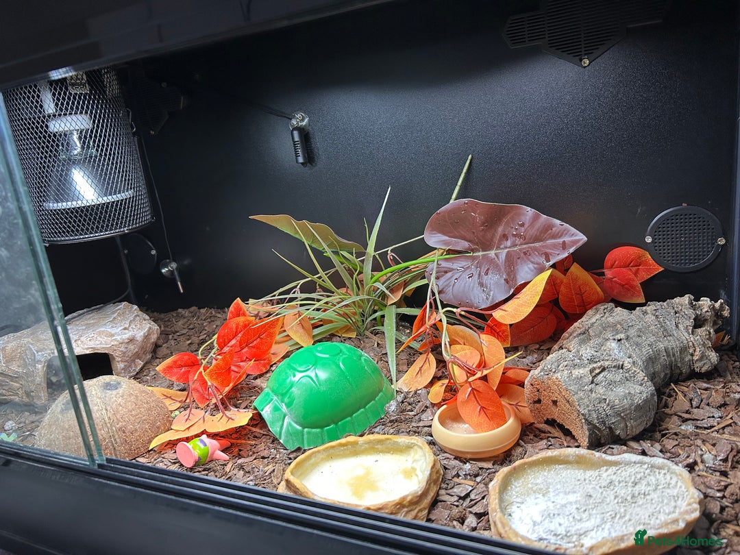 Gecko reptiles for sale: Fat Tail Gecko and Enclosure - Image 4