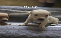 Labrador Retriever dogs for sale: Beautiful golden Labrador puppies  - Image 4