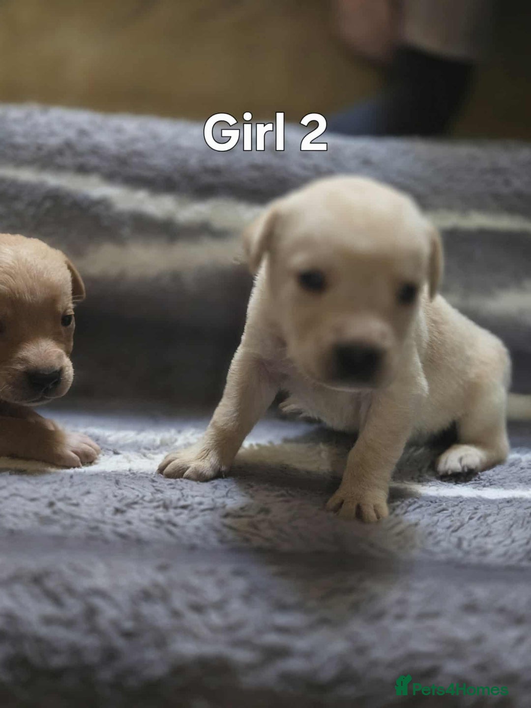Labrador Retriever dogs for sale: Beautiful golden Labrador puppies  - Image 4