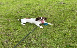 Cocker Spaniel dogs for sale: White and liver cocker spaniel  - Advert 6