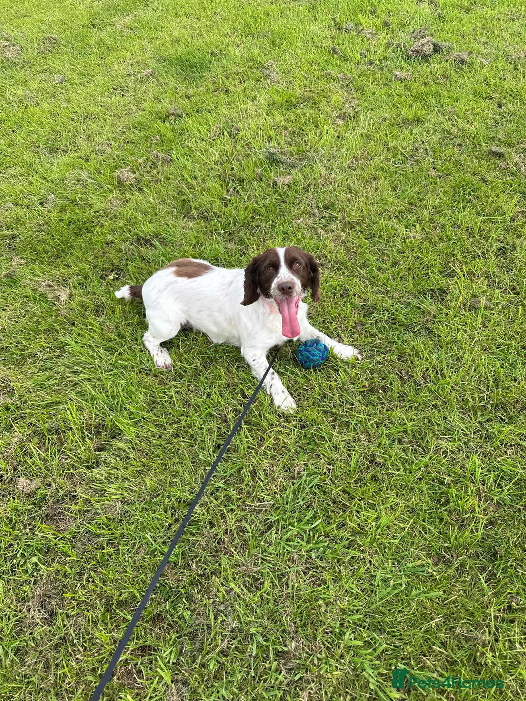 Cocker Spaniel dogs for sale: White and liver cocker spaniel  - Advert 6