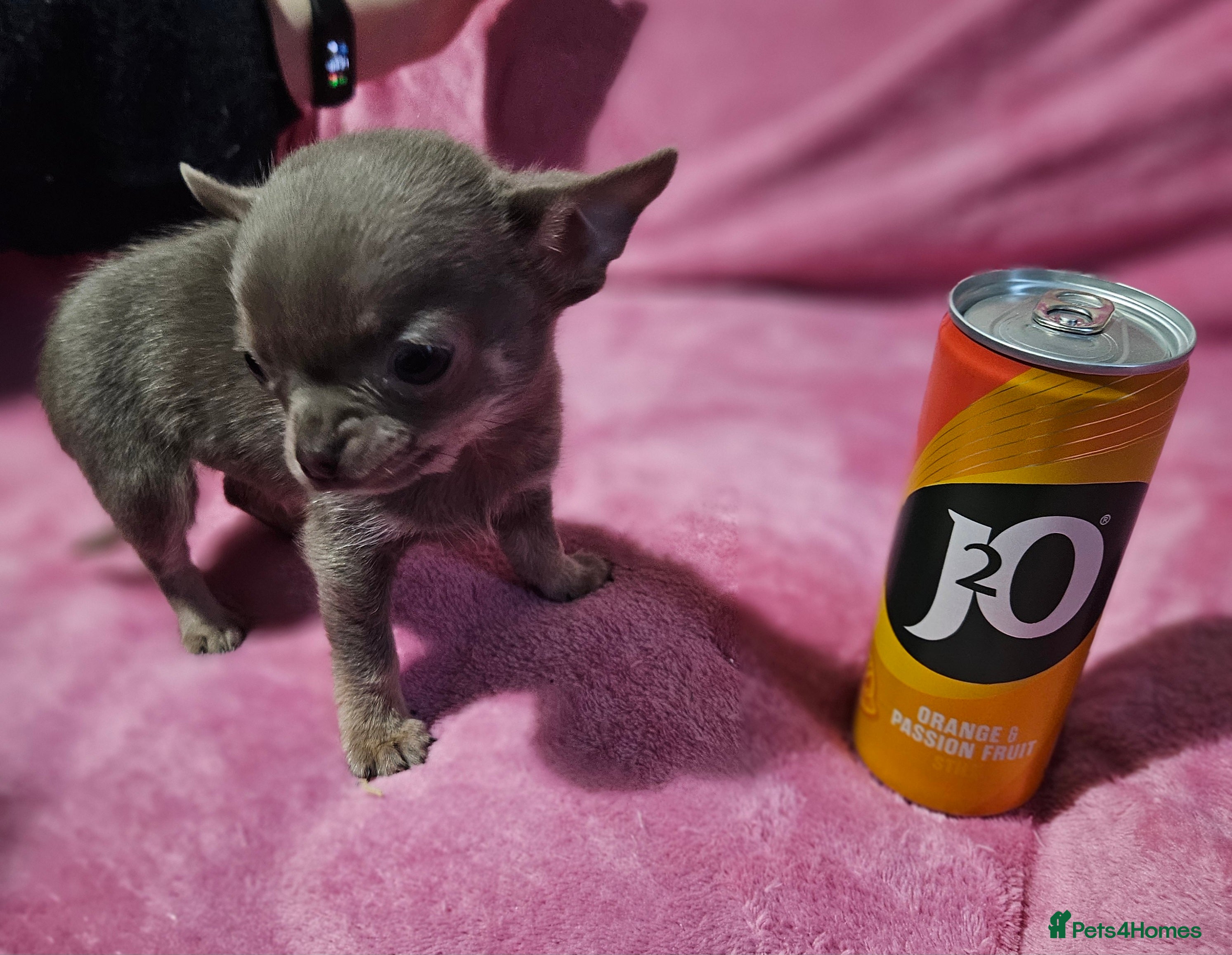 Chihuahua dogs TINY KC REG Lilac Chihuahua puppies - Advert 7