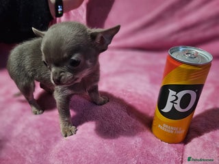 Chihuahua dogs TINY KC REG Lilac Chihuahua puppies - Advert 6