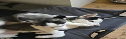 Siberian Husky dogs for sale: Two husky puppies for sale - Advert 3