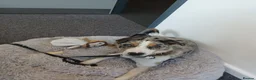Border Collie dogs for sale: Blue Merle Border Collie in Camberley - Advert 9