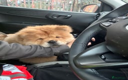 Chow Chow dogs for stud: 🐾 Simba – The Ultimate Cinnamon Teddy Bear! 🏆 - Image 14