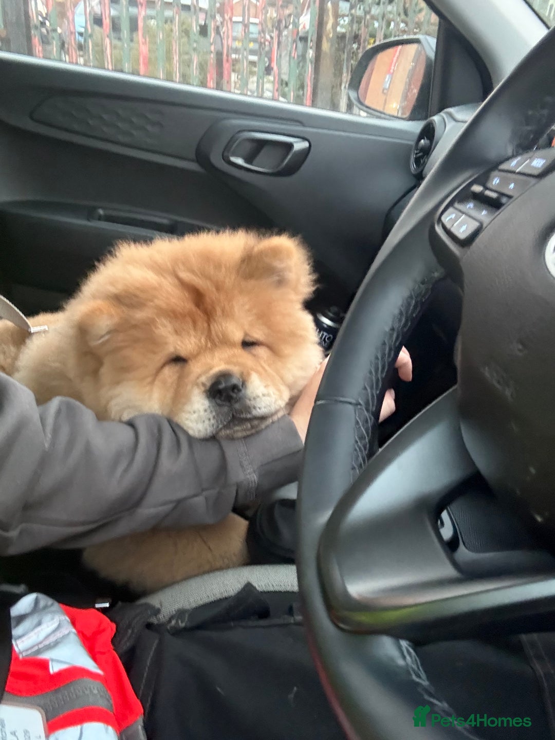 Chow Chow dogs for stud: 🐾 Simba – The Ultimate Cinnamon Teddy Bear! 🏆 - Image 14
