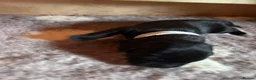 Labrador Retriever dogs for sale: Labrador Puppies For Sale! - Advert 24