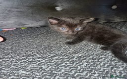 Mixed Breed cats for sale: Mix breed kittens  - Image 3
