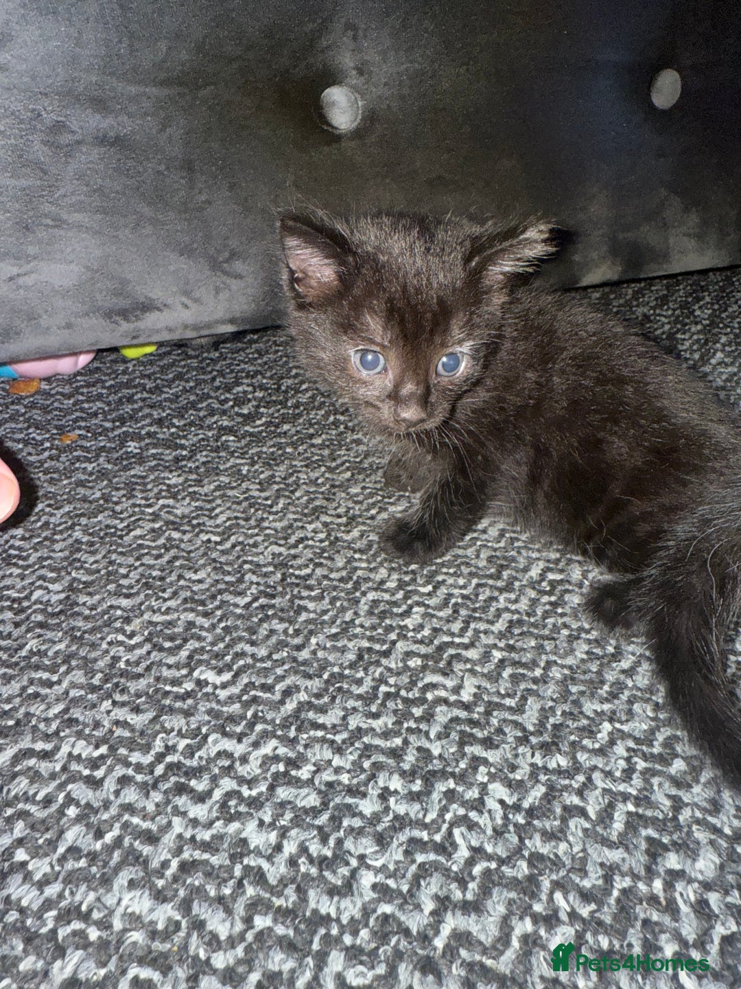 Mixed Breed cats for sale: Mix breed kittens  - Image 3