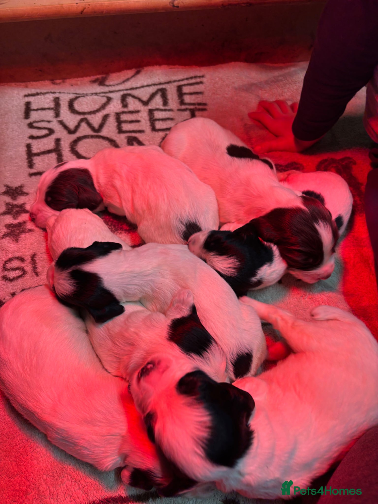 English Springer Spaniel dogs Working springer spaniel puppies for sale  - Advert 7