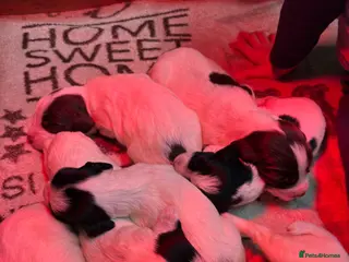 English Springer Spaniel dogs Working springer spaniel puppies for sale - Advert 2