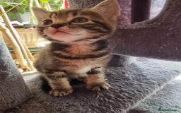 Mixed Breed cats for sale: kittens - Image 12