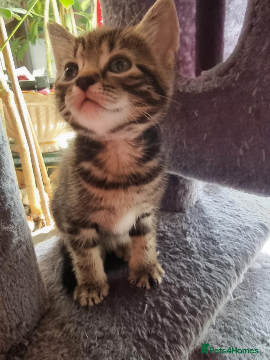 Mixed Breed cats for sale: kittens - Image 12
