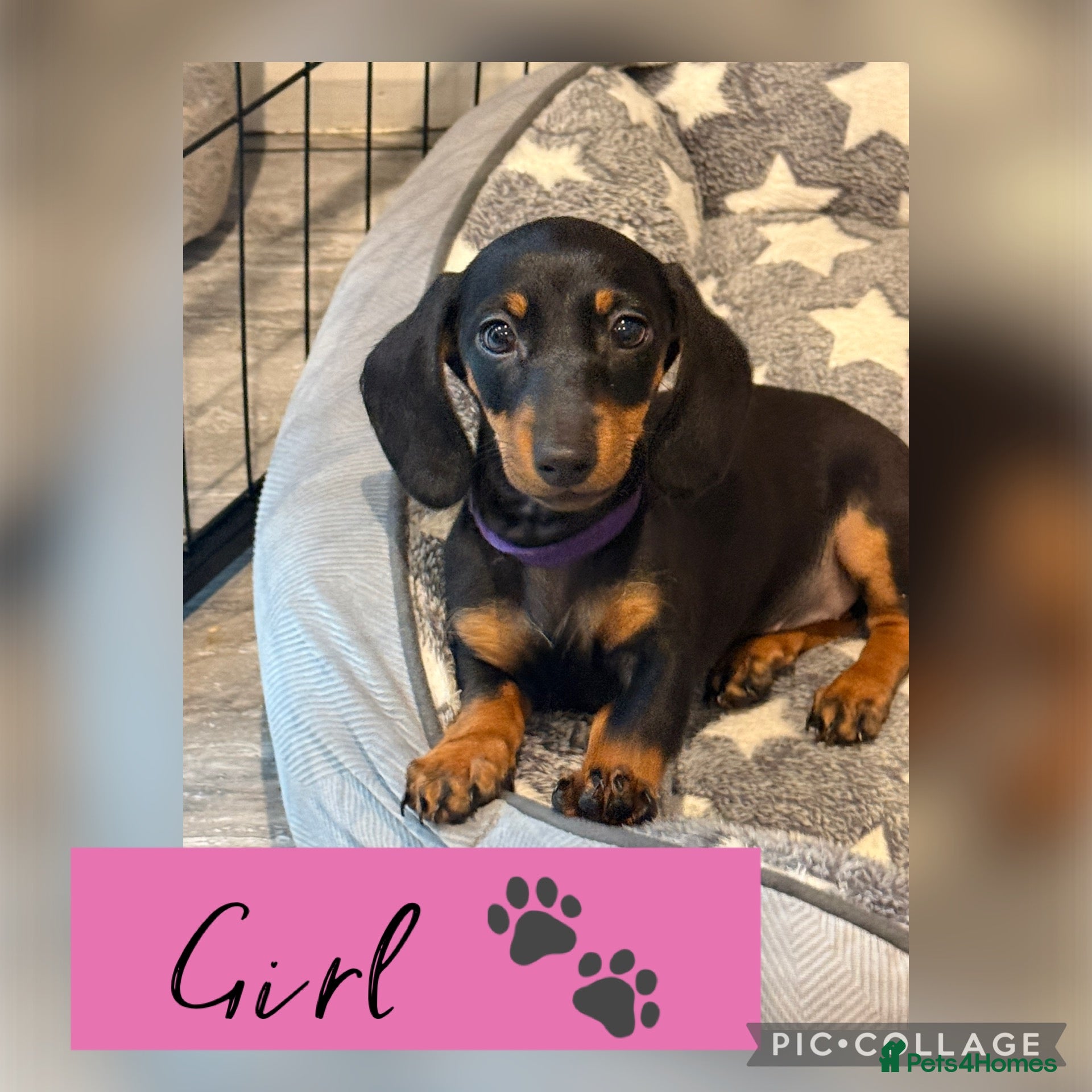 Miniature Dachshund dogs Health Tested - K.C Registered  - Advert 2