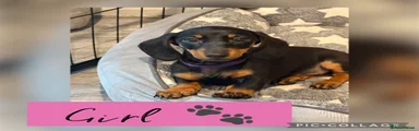 Miniature Dachshund 4