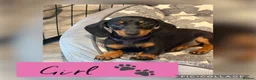 Miniature Dachshund dogs for sale: Health Tested - K.C Registered  - Advert 3