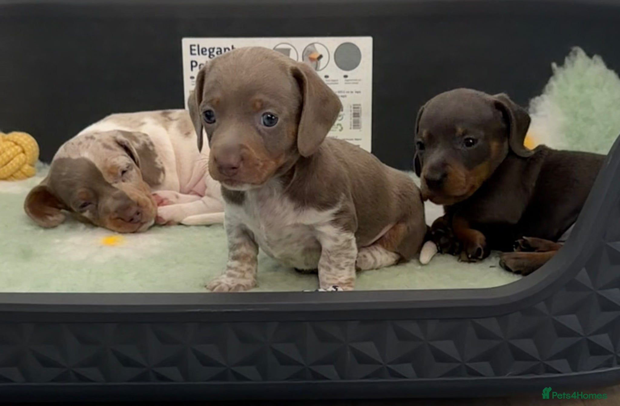 Dachshund dogs ✨🐾 Dachshund Puppies 🐾✨ - Advert 17