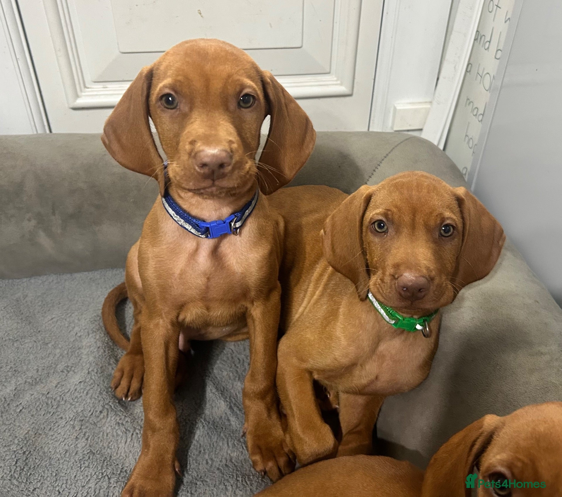 Hungarian Vizsla dogs KC registered Hungarian vizsla pups 3 boys) - Advert 2