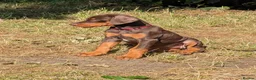 Dobermann dogs for sale: KC REGISTERED DOBERMANN PUPS – EXCEPTIONAL LITTER - Advert 10