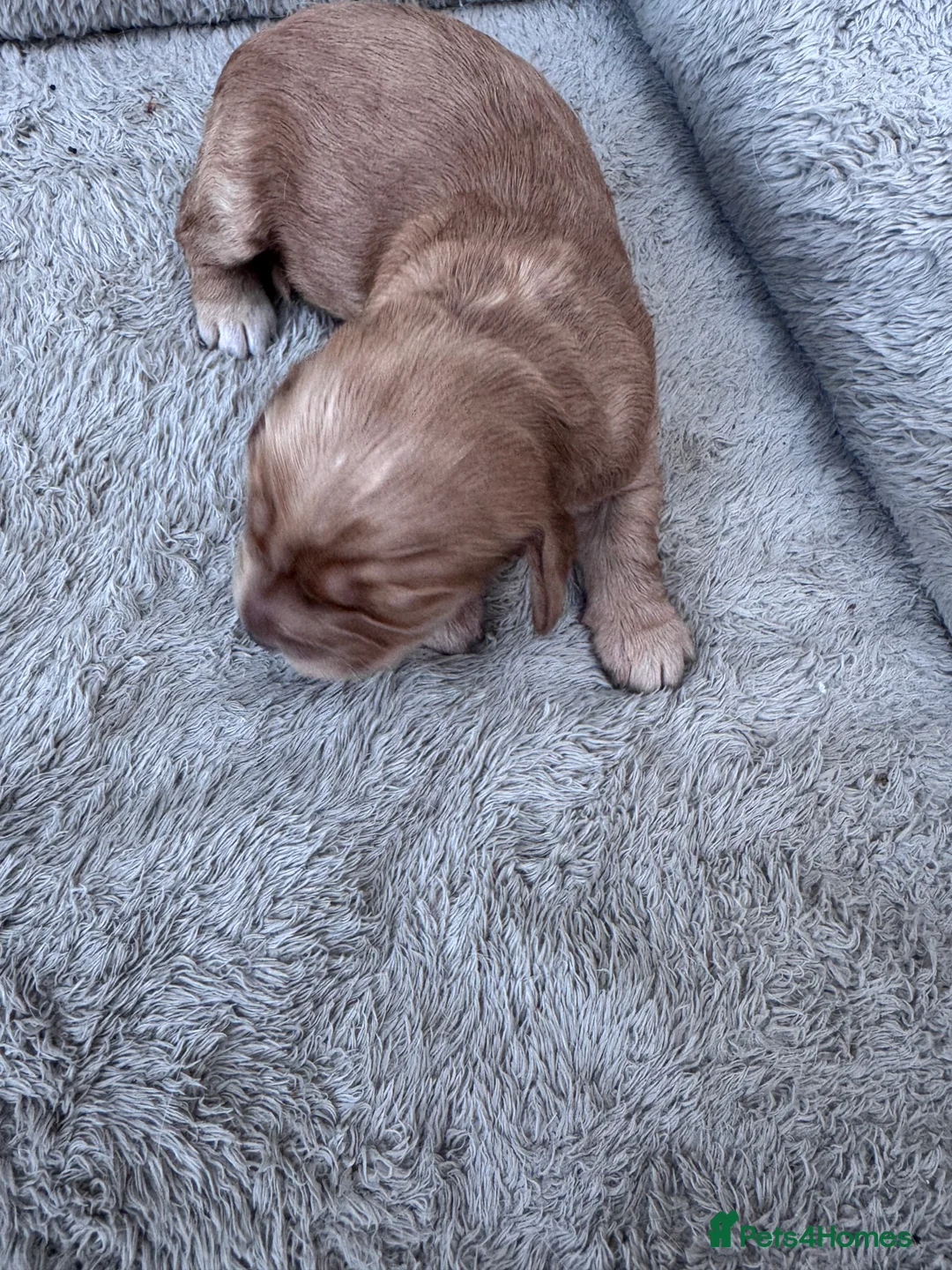 Cockapoo dogs for sale: Beautiful  F1 Cockerpoo pups  - Advert 7