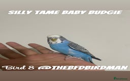 Budgerigars birds for sale: 100% SILLY TAME BABY BUDGIES - Image 8
