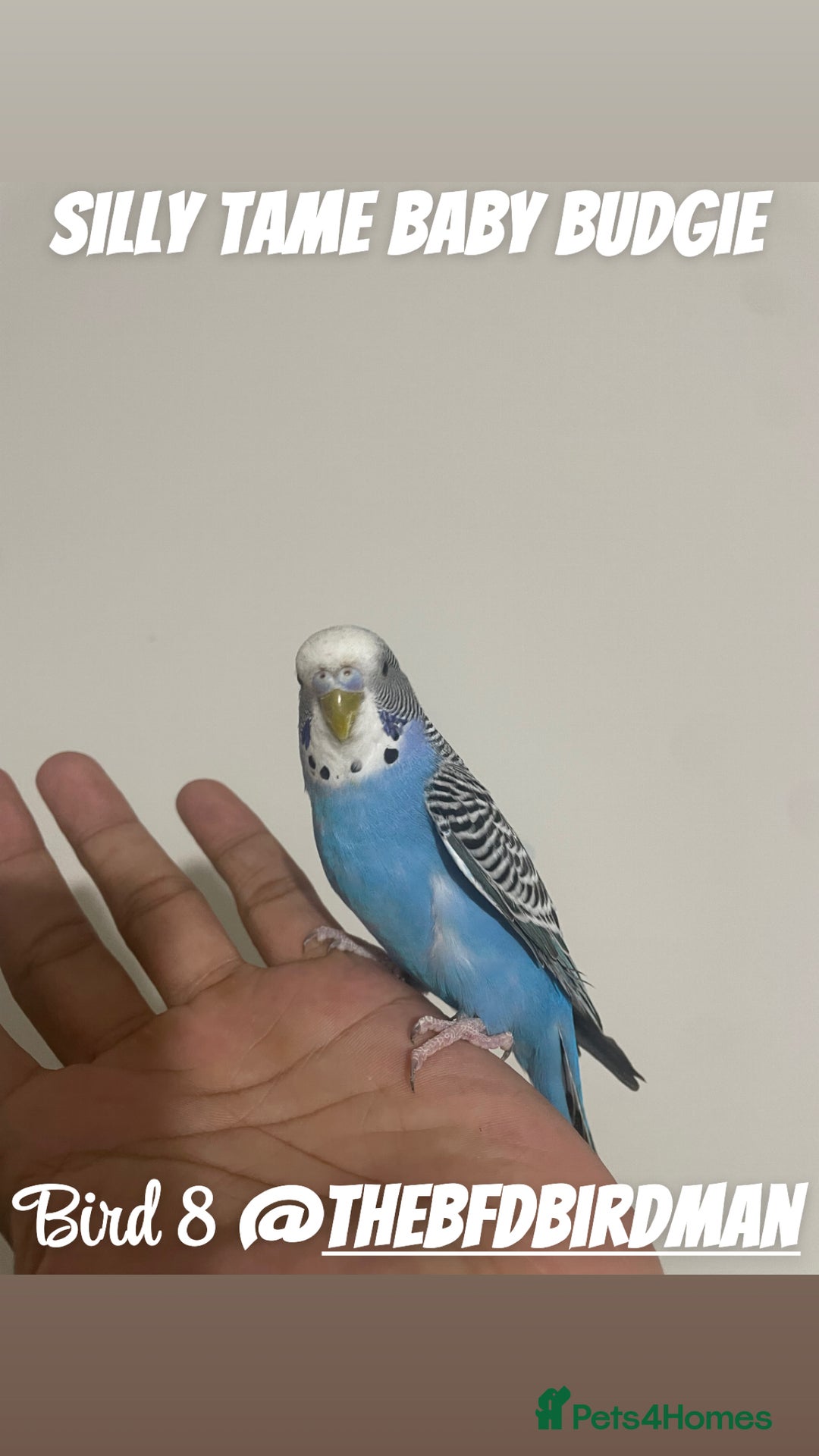 Budgerigars birds for sale: 100% SILLY TAME BABY BUDGIES - Image 8